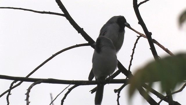 カオグロフウキンチョウ - ML466209