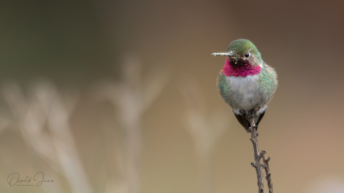 Broad-tailed Hummingbird - ML466211881