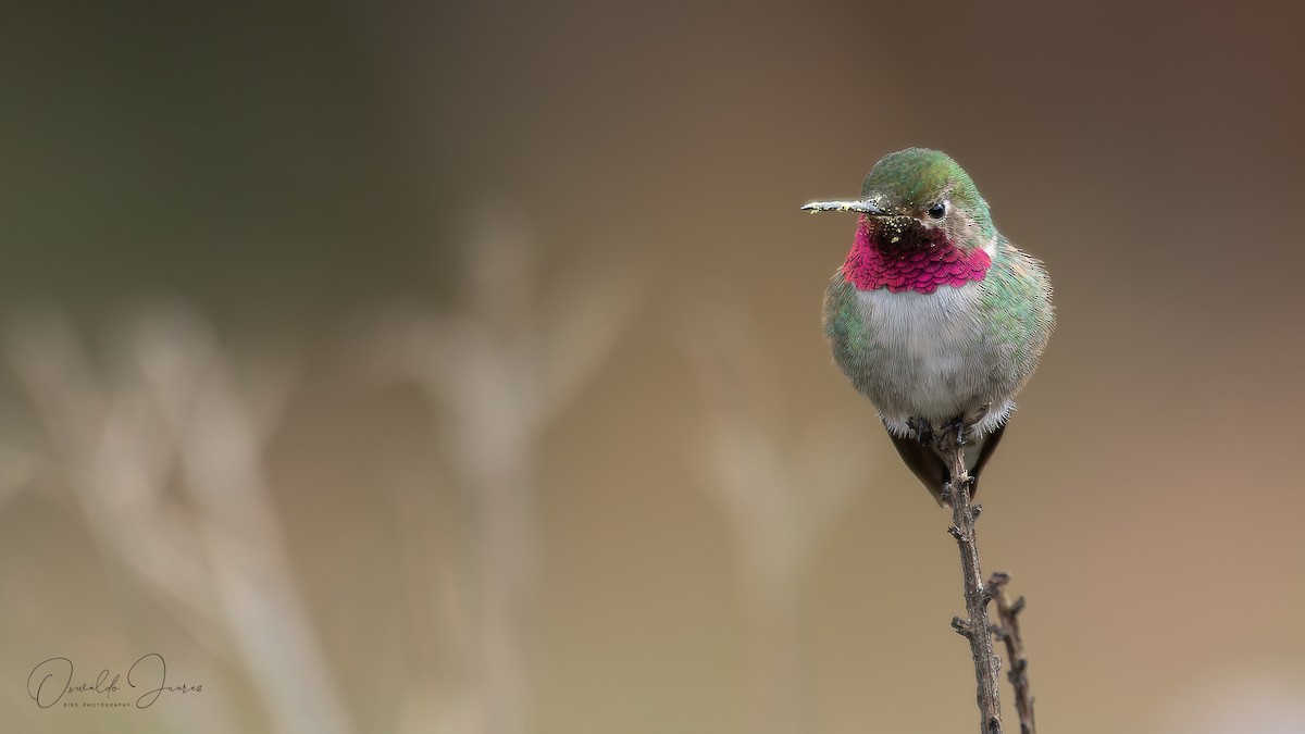 Geniş Kuyruklu Kolibri - ML466211881