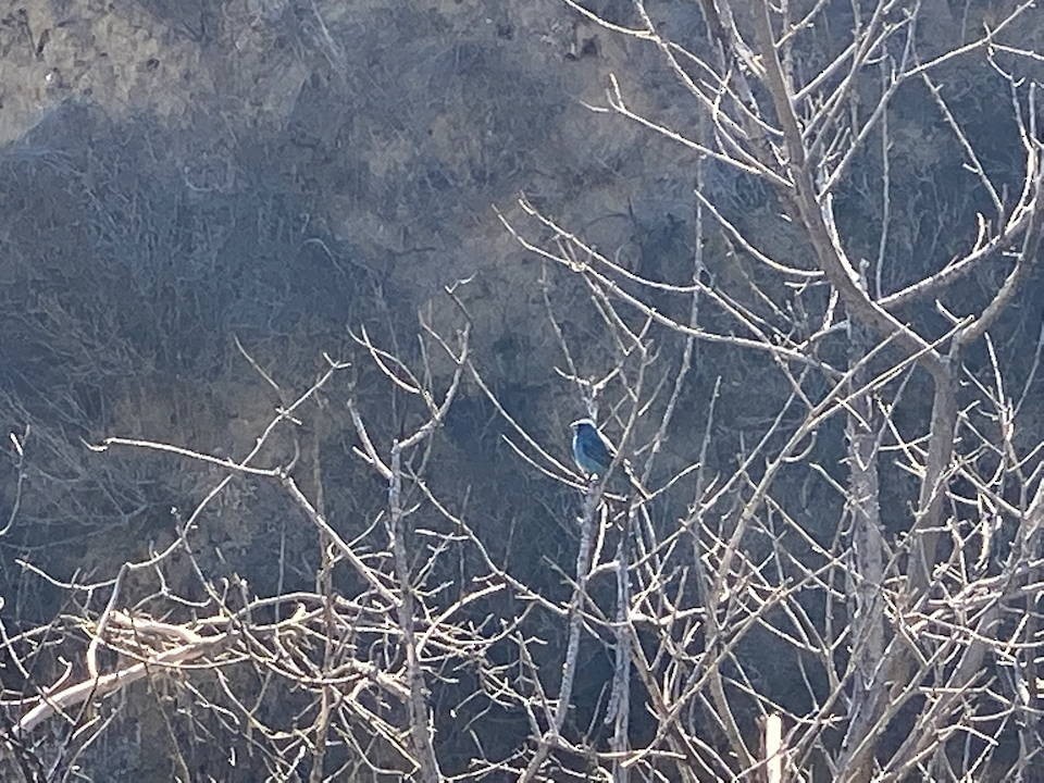 Indigo Bunting - ML466212461