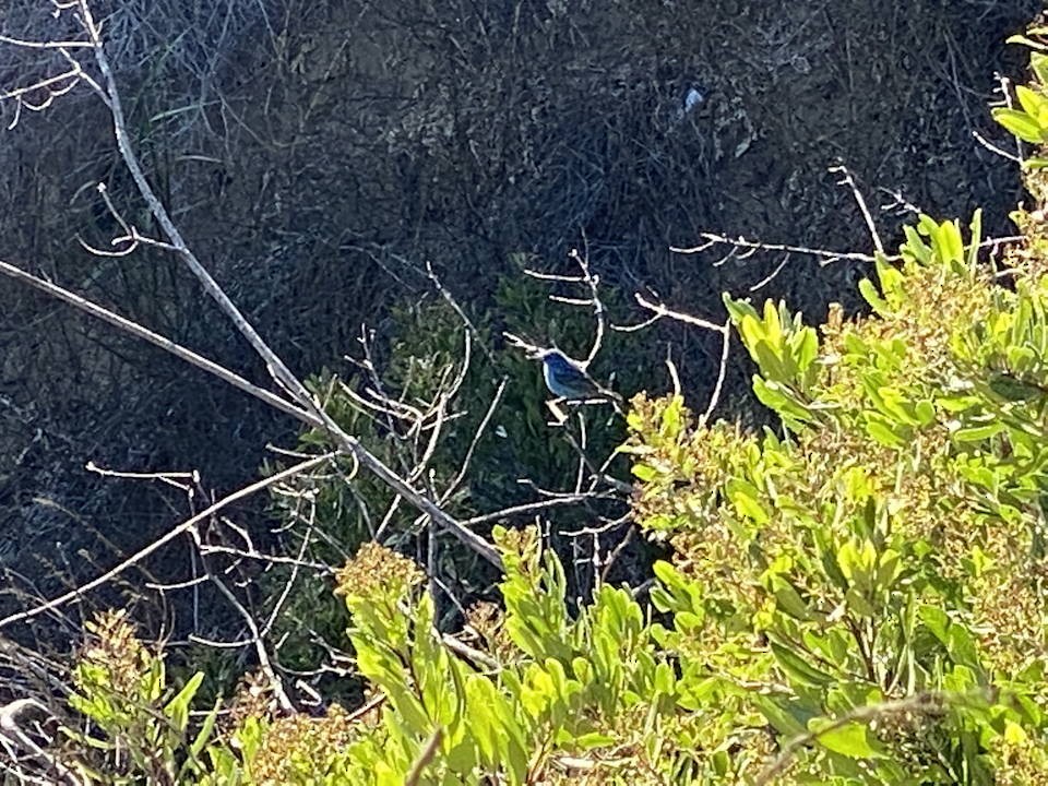 Indigo Bunting - ML466212471