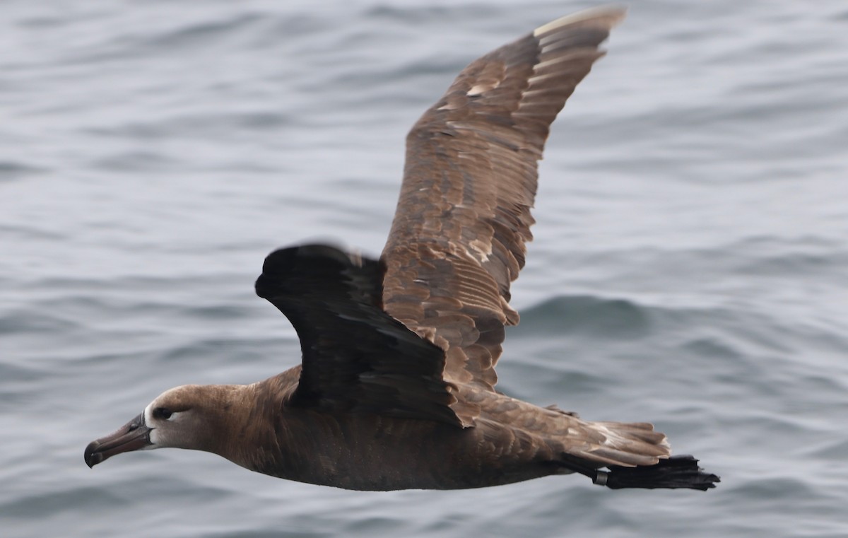 Black-footed Albatross - ML466213611