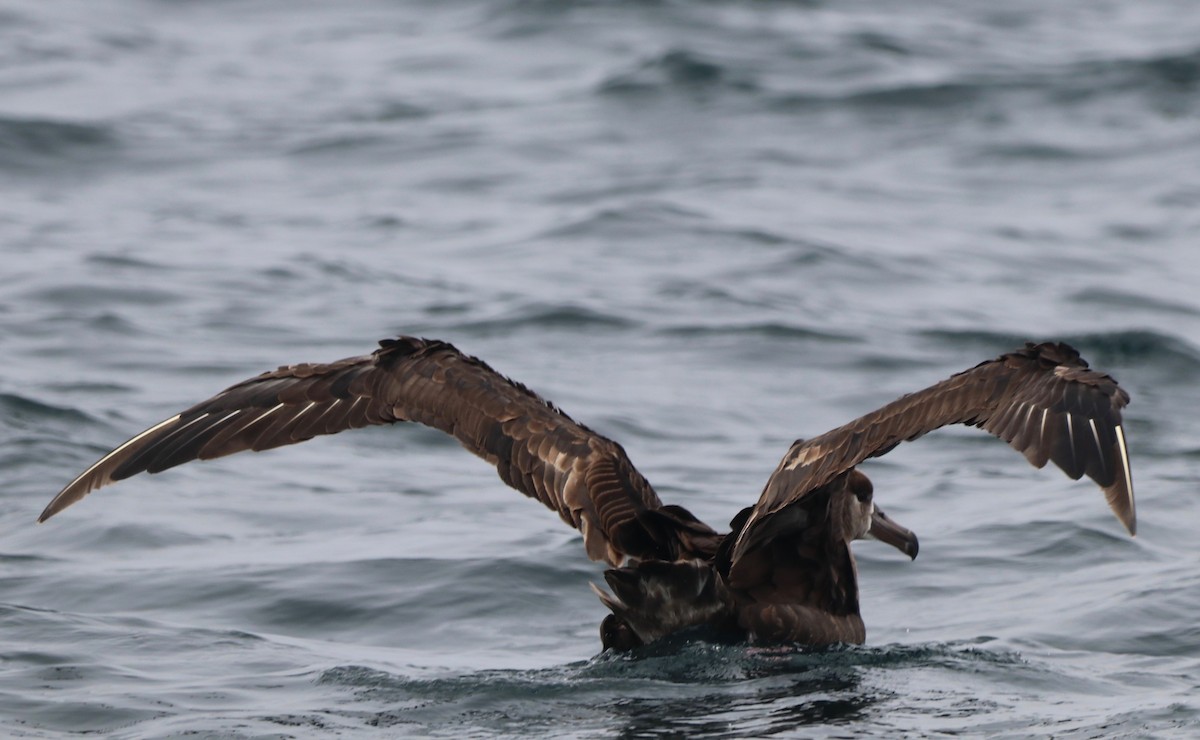 Black-footed Albatross - Chris Overington