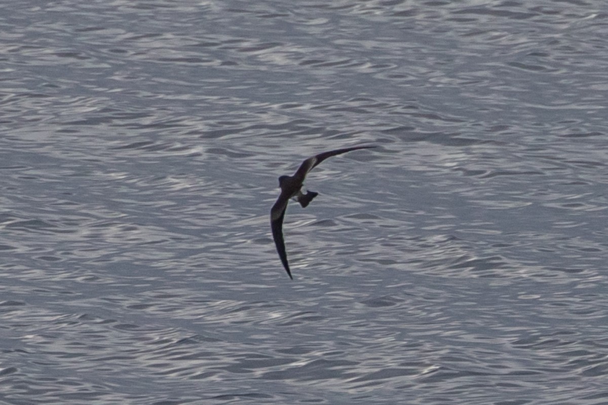 Leach's Storm-Petrel - Denise Turley