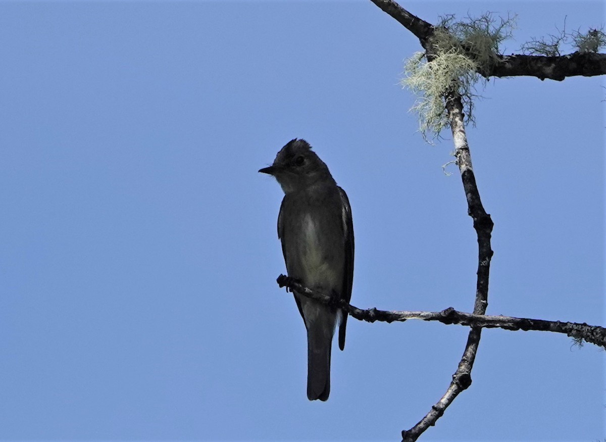 Western Wood-Pewee - ML466215251