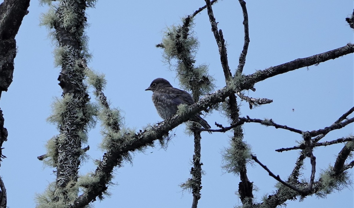 Townsend's Solitaire - ML466215521