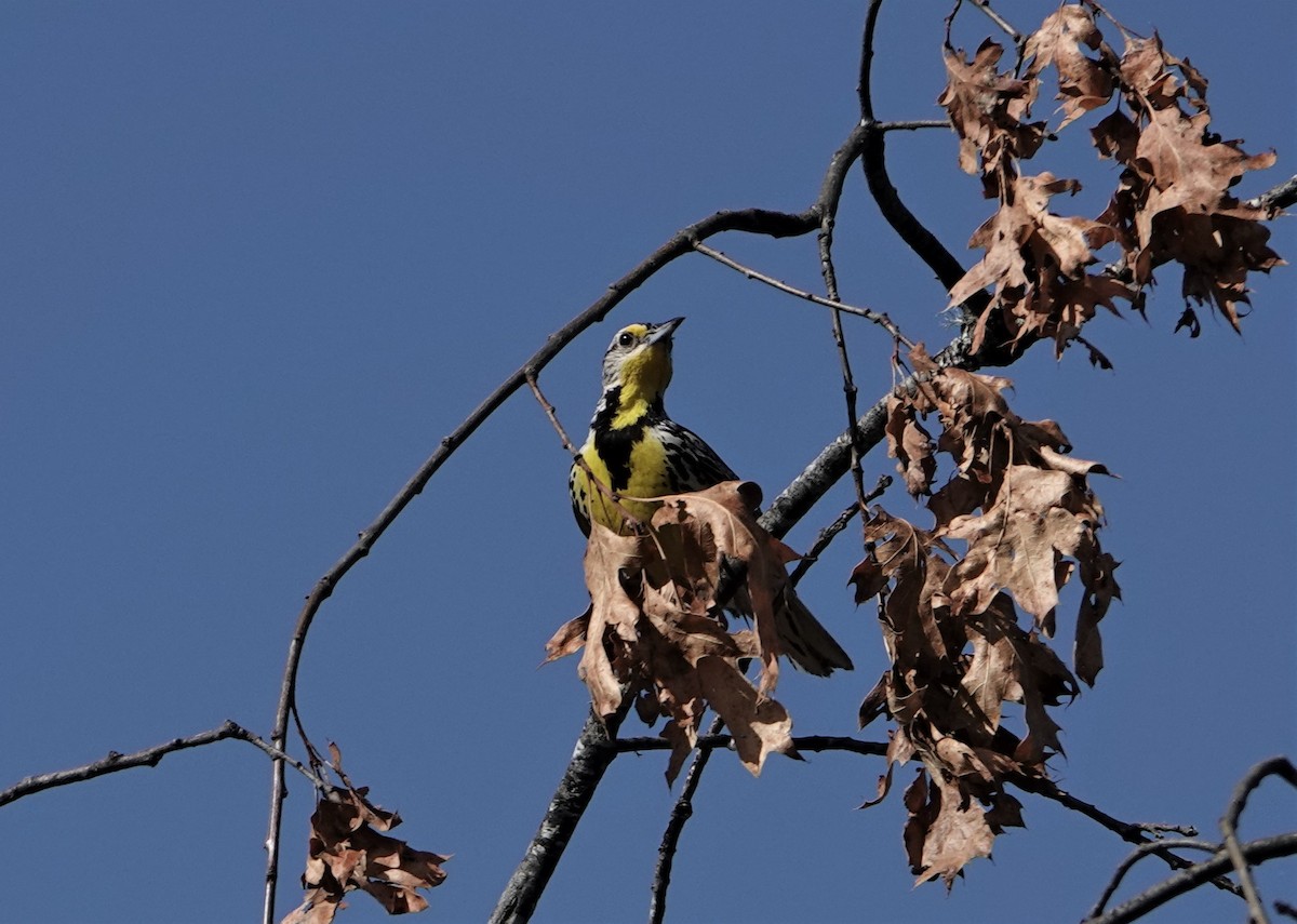 Western Meadowlark - ML466215611