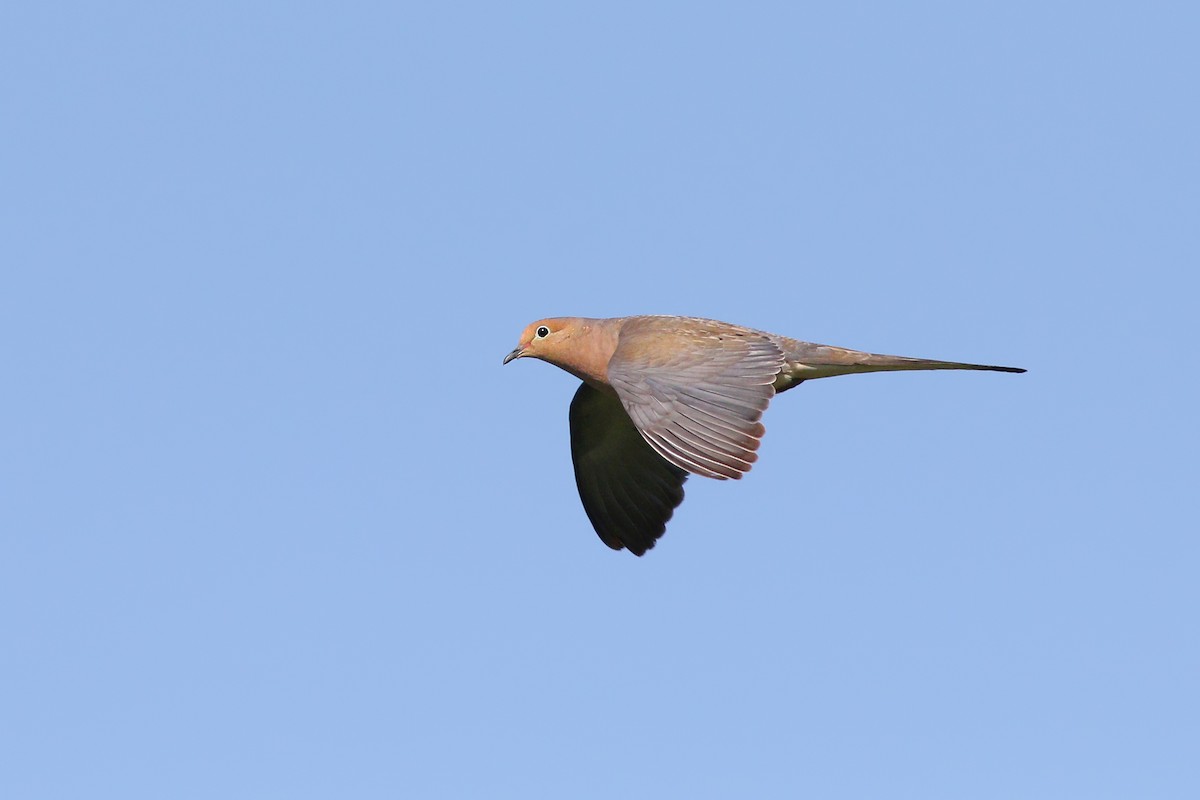 Mourning Dove - ML466217441