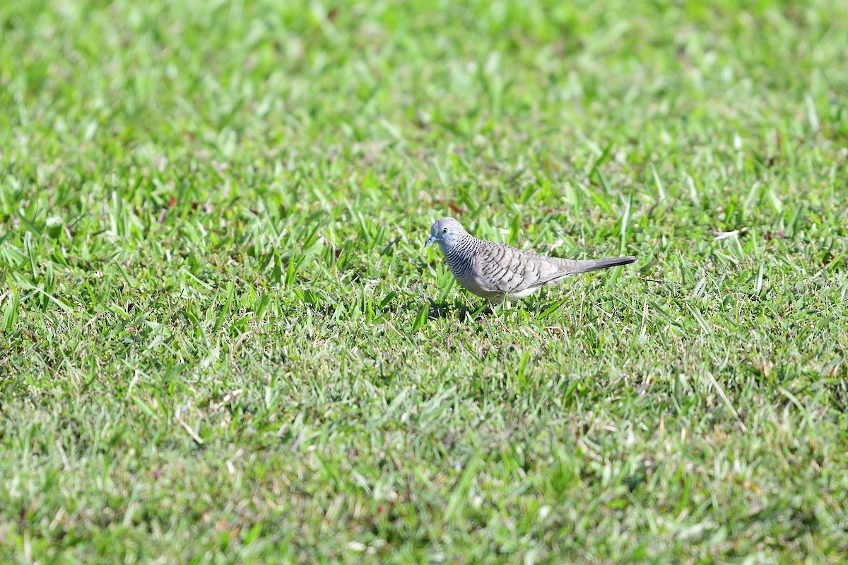Peaceful Dove - ML466217691