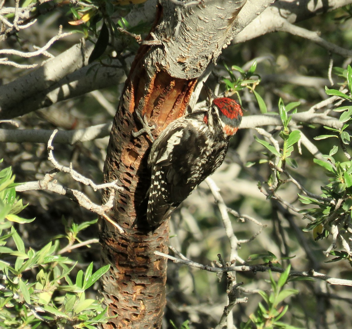 Red-naped Sapsucker - ML466217841