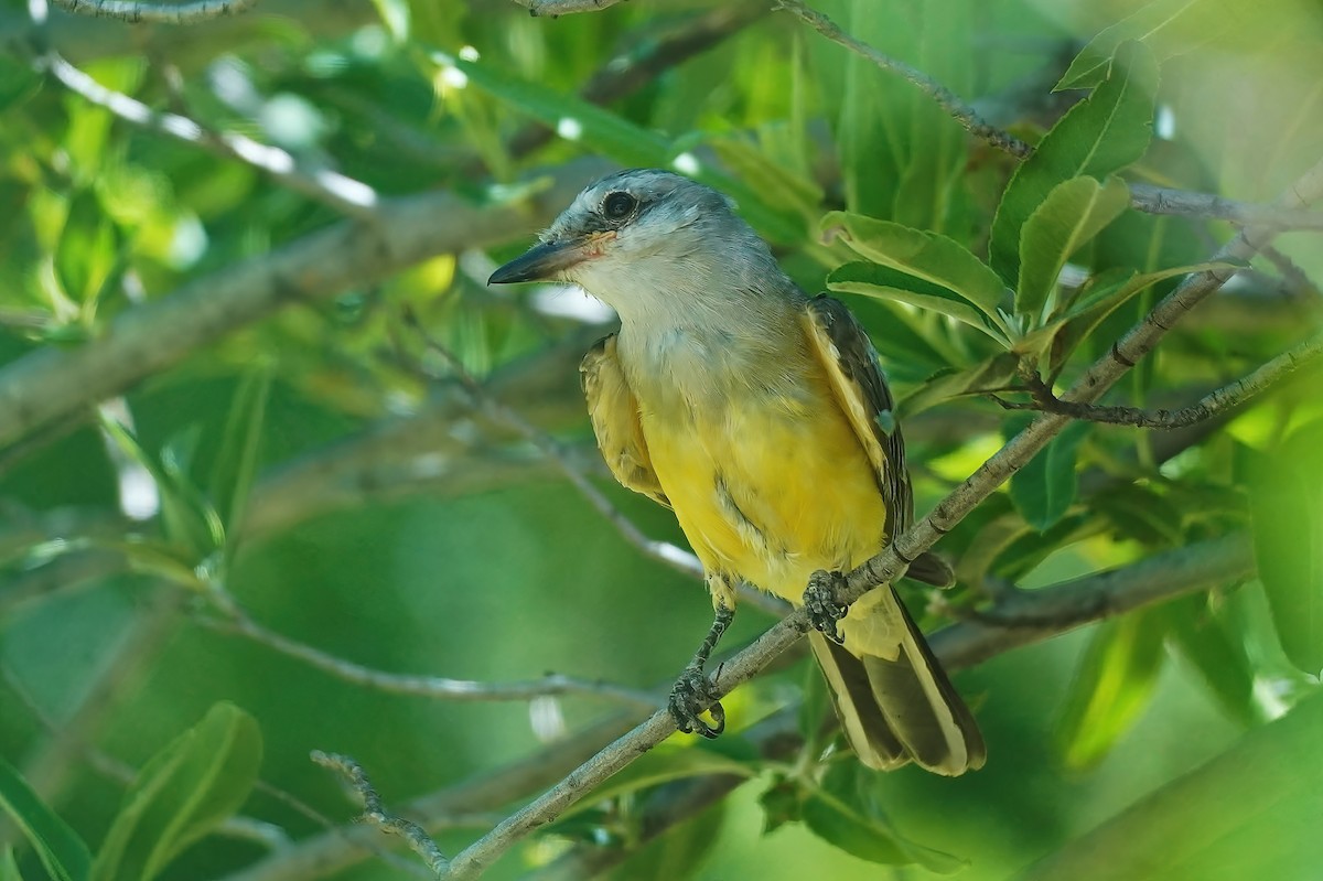 Western Kingbird - ML466218511