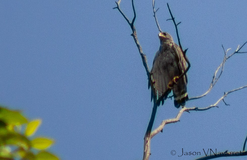 Gray Hawk - Jason Vargas Navarrete