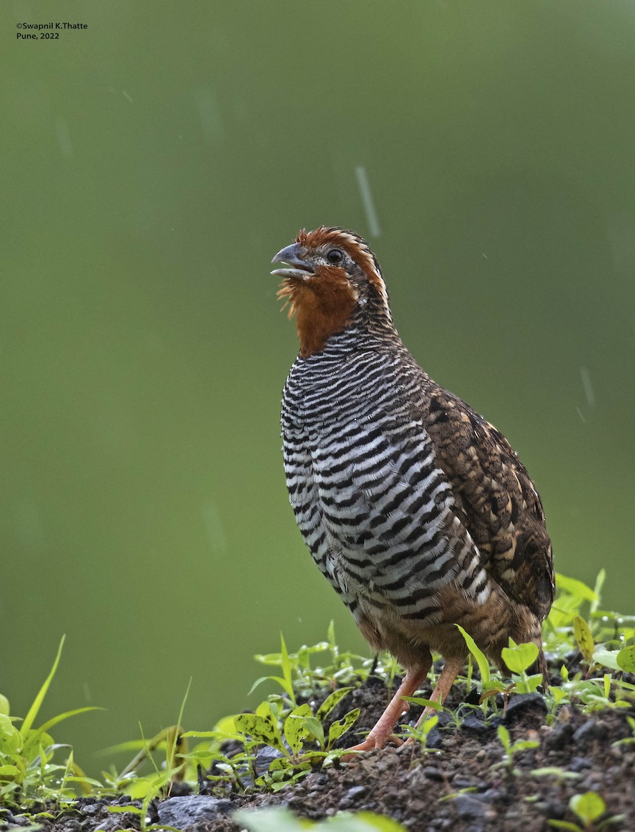 Jungle Bush-Quail - Swapnil Thatte