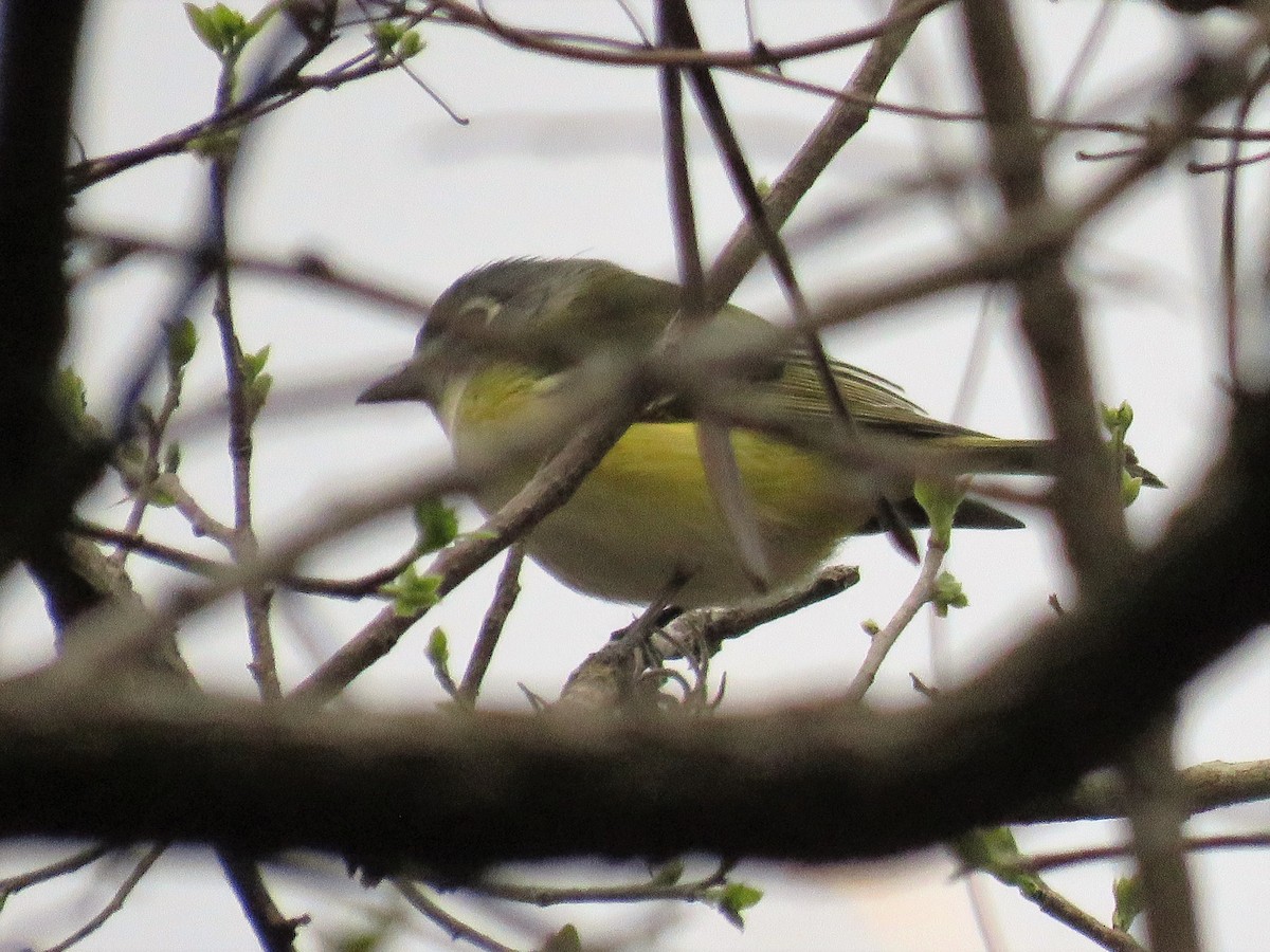 Blue-headed Vireo - Ruben  Stoll