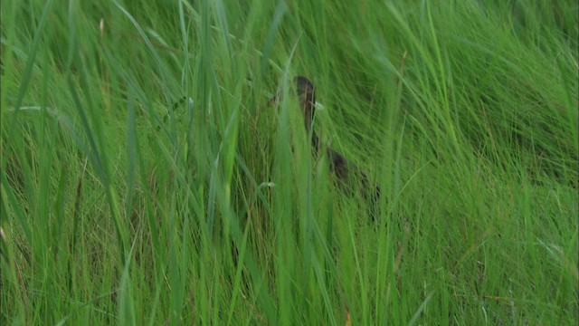 Clapper Rail - ML466222