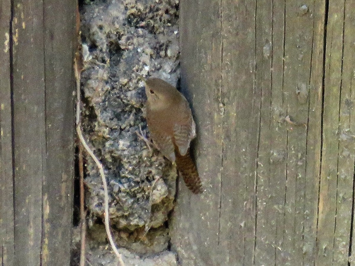 House Wren - Ruben  Stoll