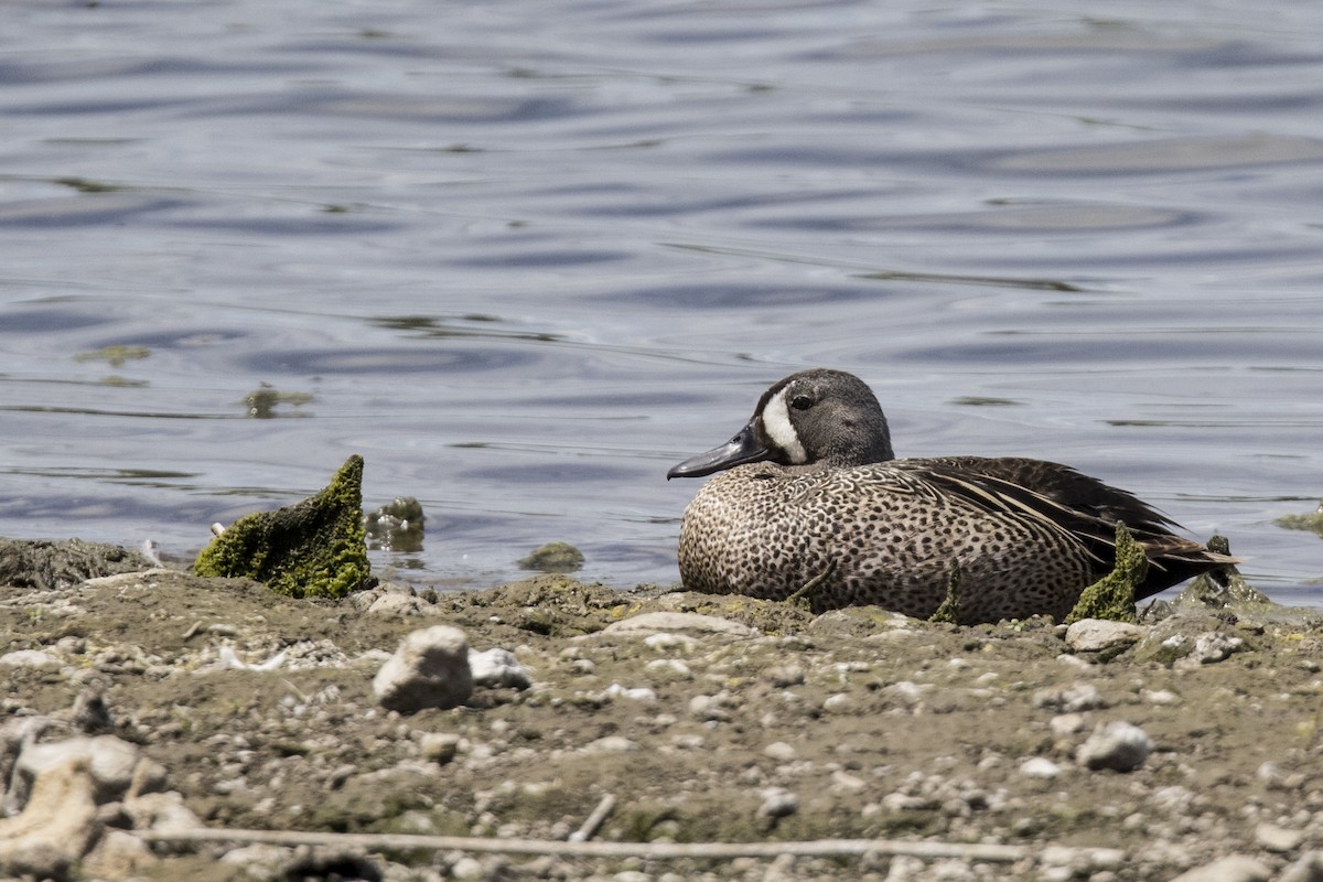 Blue-winged Teal - Robert Lockett