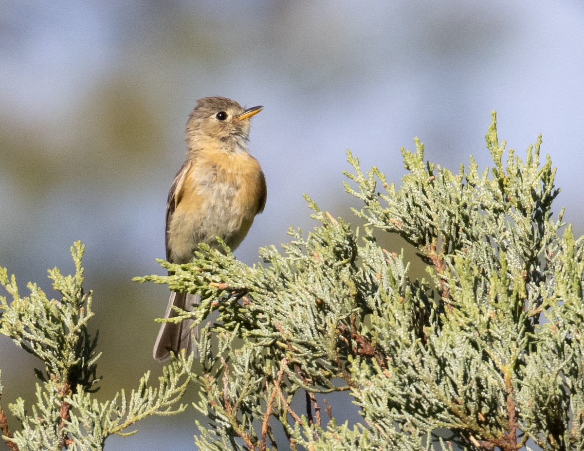 Buff-breasted Flycatcher - ML466224291