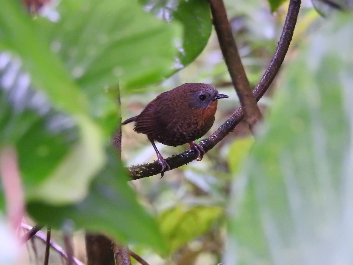 Rufous-throated Wren-Babbler - ML466224701