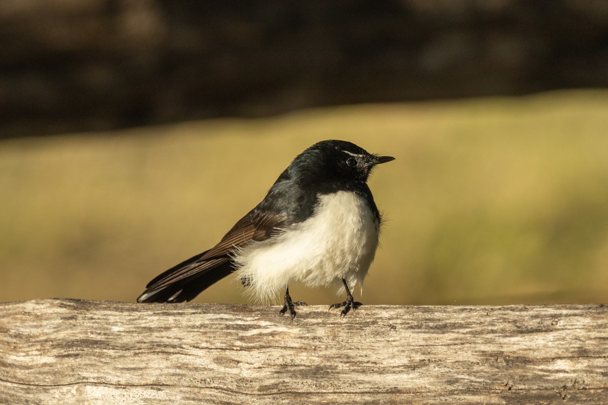 Willie-wagtail - ML466227101