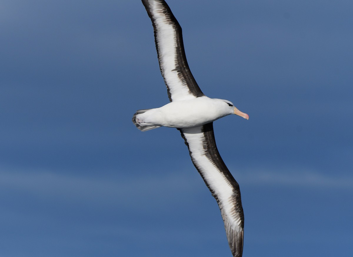 Black-browed Albatross (Black-browed) - Michael Daley