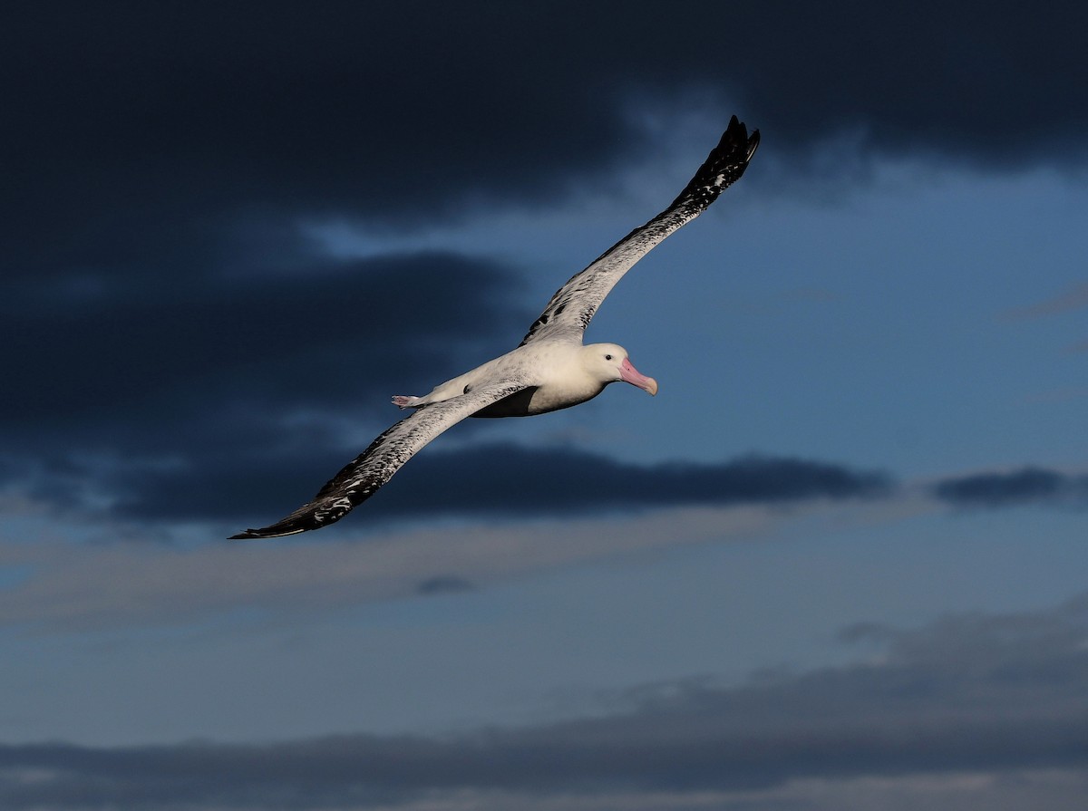 Snowy/Tristan/Antipodean Albatross - ML466227281