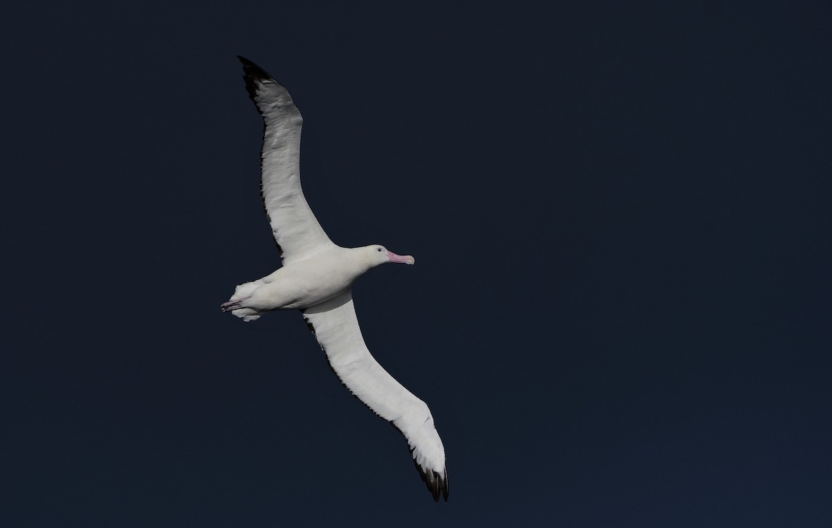 Ak Gezgin/Antipod Gezgin Albatrosu - ML466227381