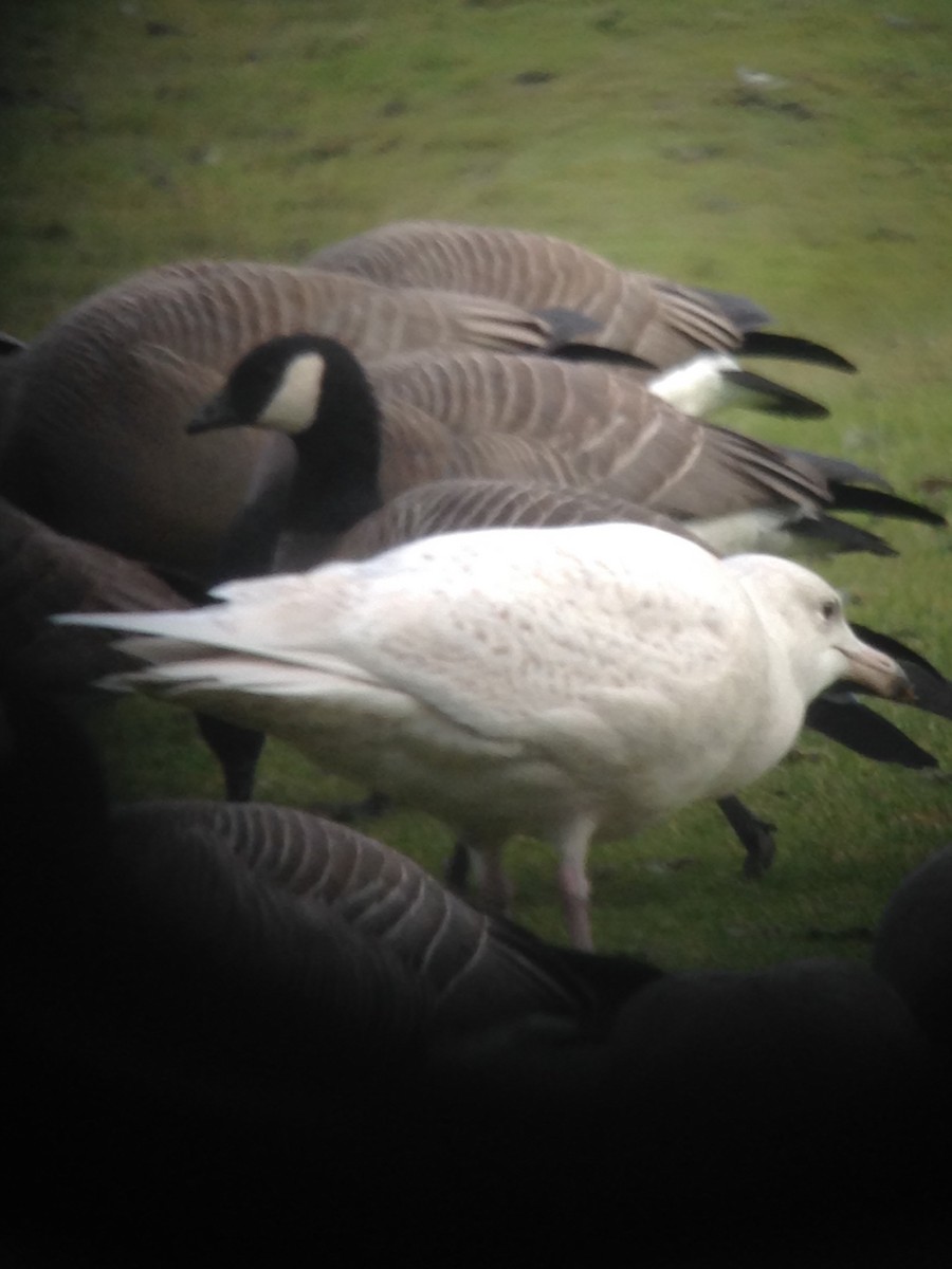 Glaucous Gull - Nick Mrvelj