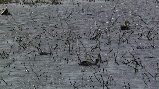 kachna pobřežní (ssp. maculosa) - ML466228