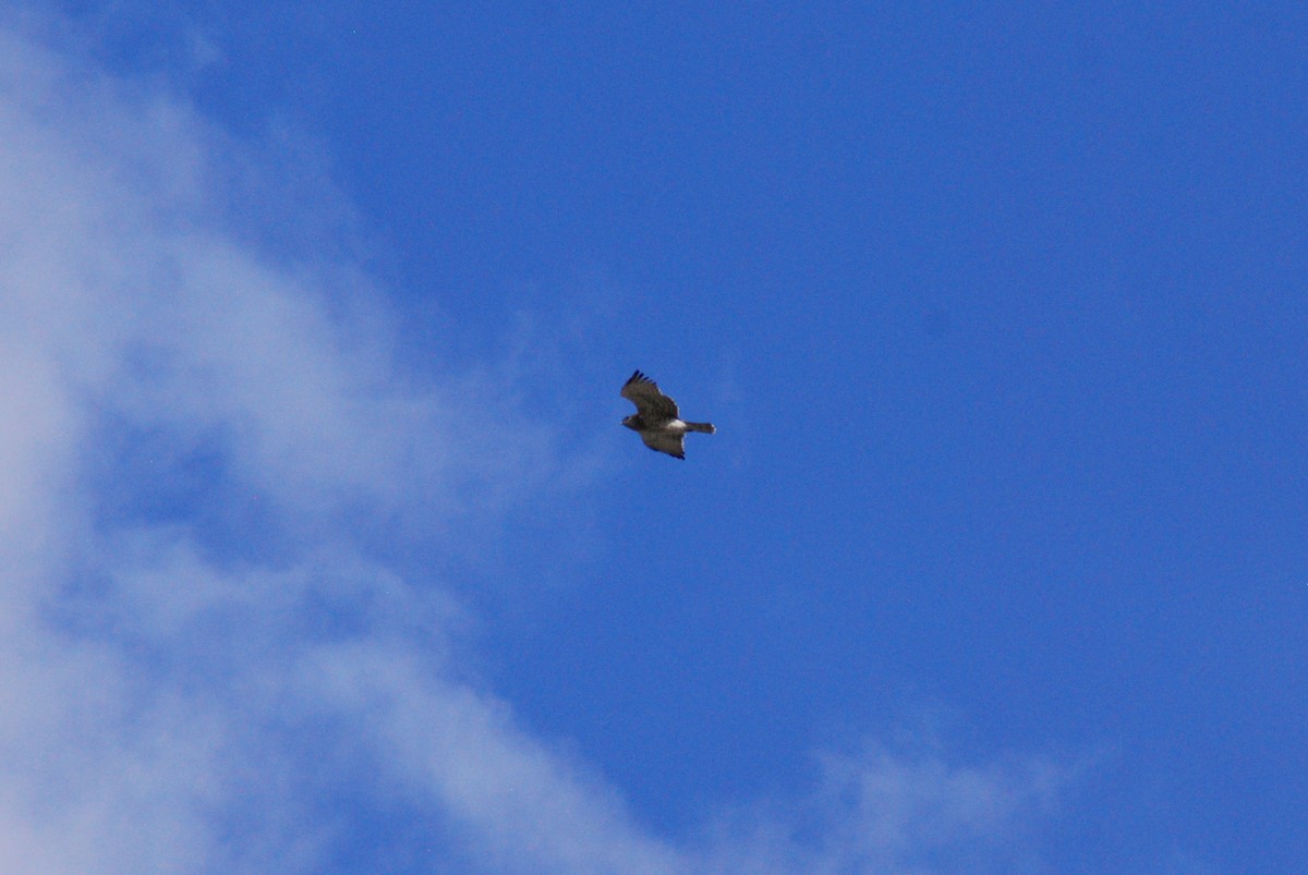 Short-toed Snake-Eagle - Miles Scheuering