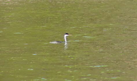 Western Grebe - ML46622971