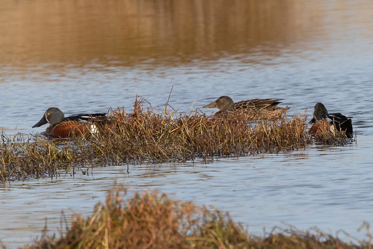 Australasian Shoveler - ML466230721