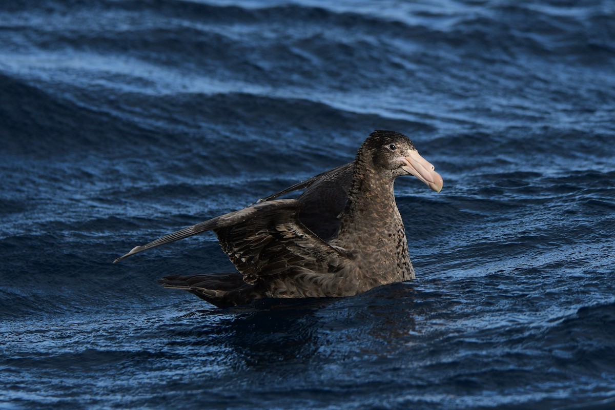 Northern Giant-Petrel - Michael Daley