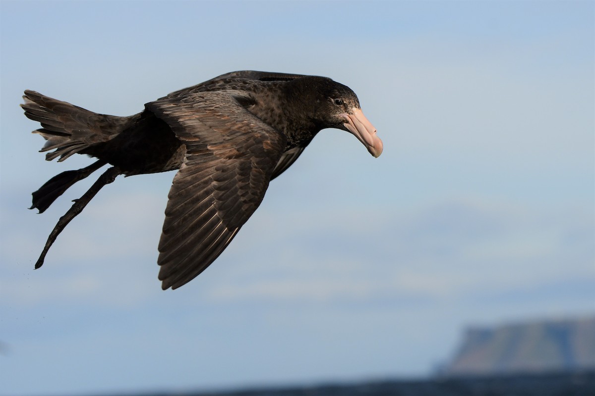 Northern Giant-Petrel - ML466230981