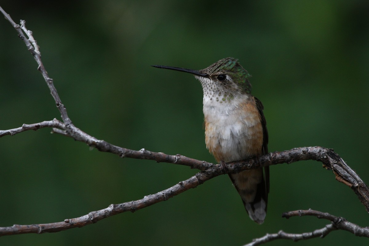 Broad-tailed Hummingbird - ML466231131