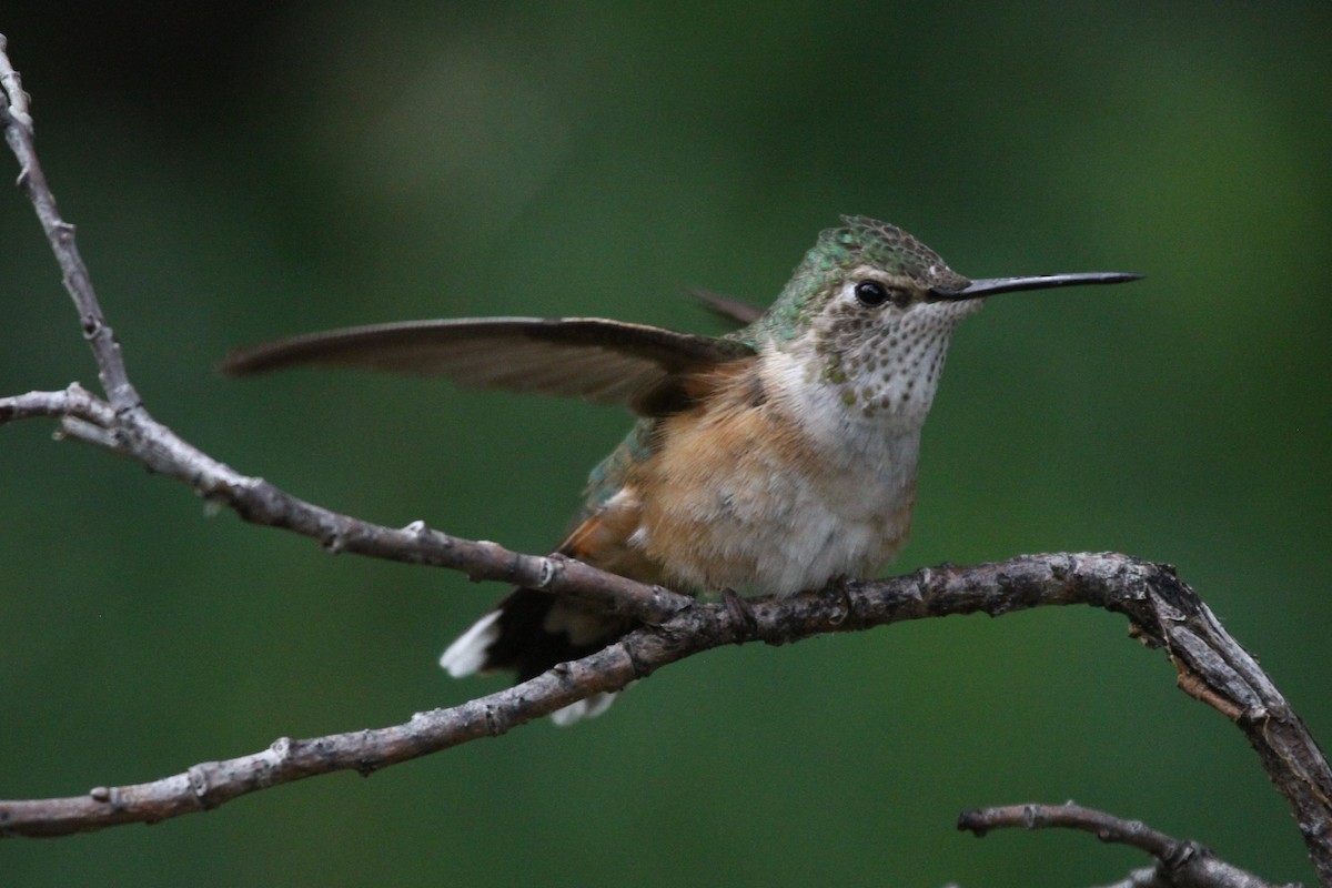 Broad-tailed Hummingbird - ML466231141