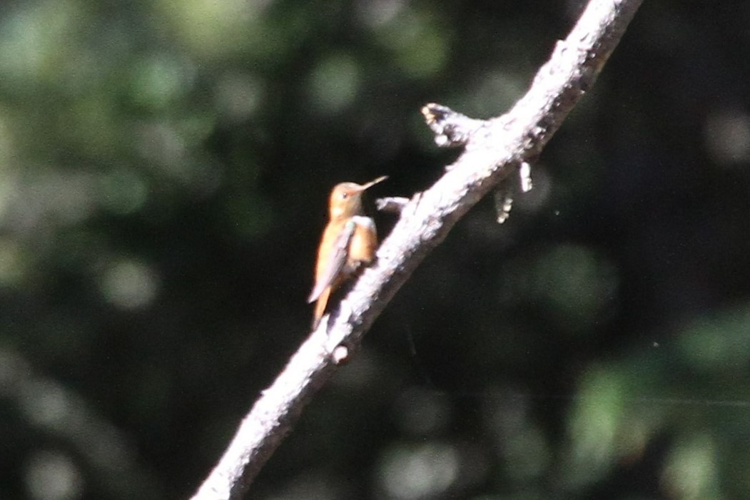 Rufous Hummingbird - ML466231351