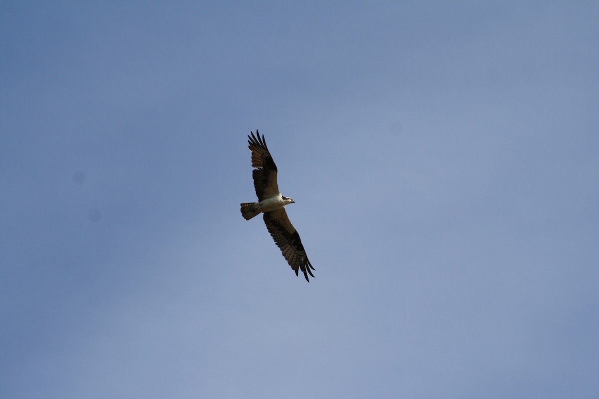 Águila Pescadora - ML466231881