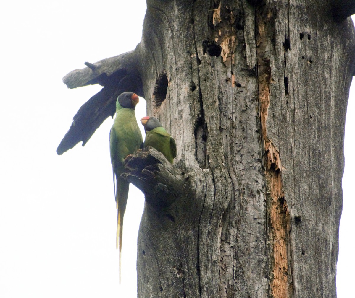 Slaty-headed Parakeet - Mohammad Arif khan