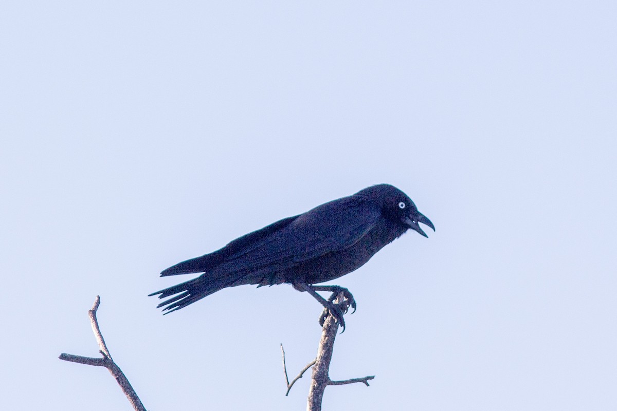 Torresian Crow - Richard and Margaret Alcorn