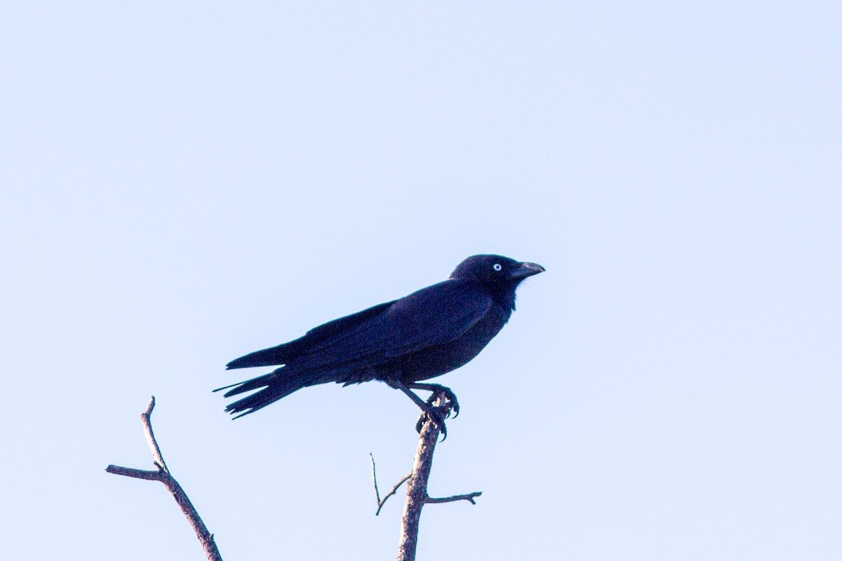 Torresian Crow - Richard and Margaret Alcorn