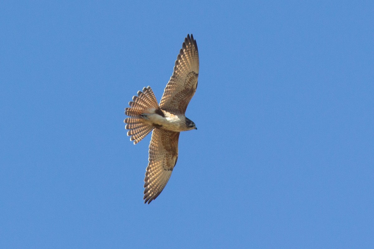 Brown Falcon - ML466233801