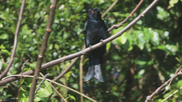 Spangled Drongo - ML466234031