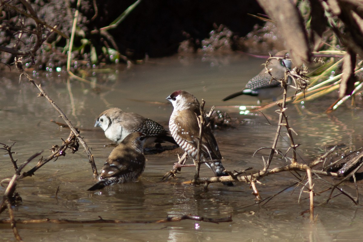 Plum-headed Finch - Richard and Margaret Alcorn