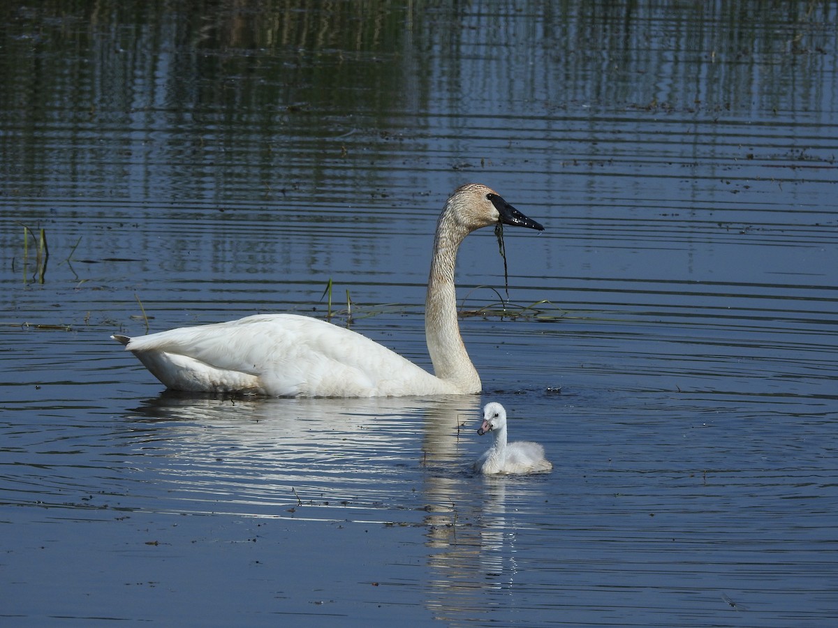 Trumpeter Swan - ML466235951