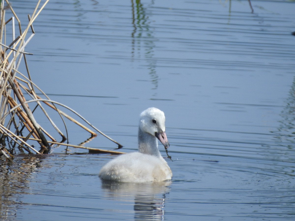 Trumpeter Swan - ML466235971