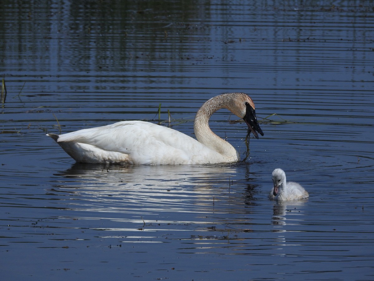 Cisne Trompetero - ML466235981