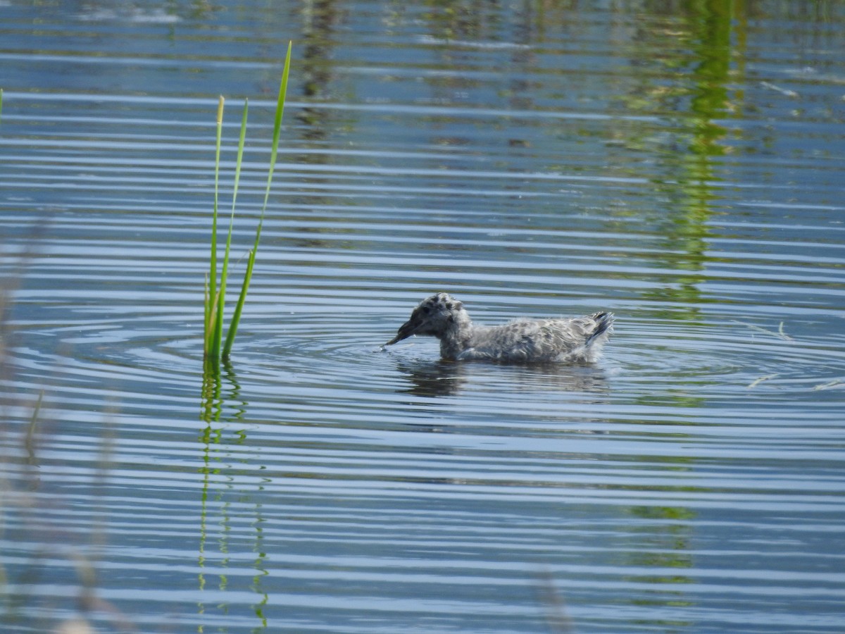 Gaviota de Alaska - ML466236011