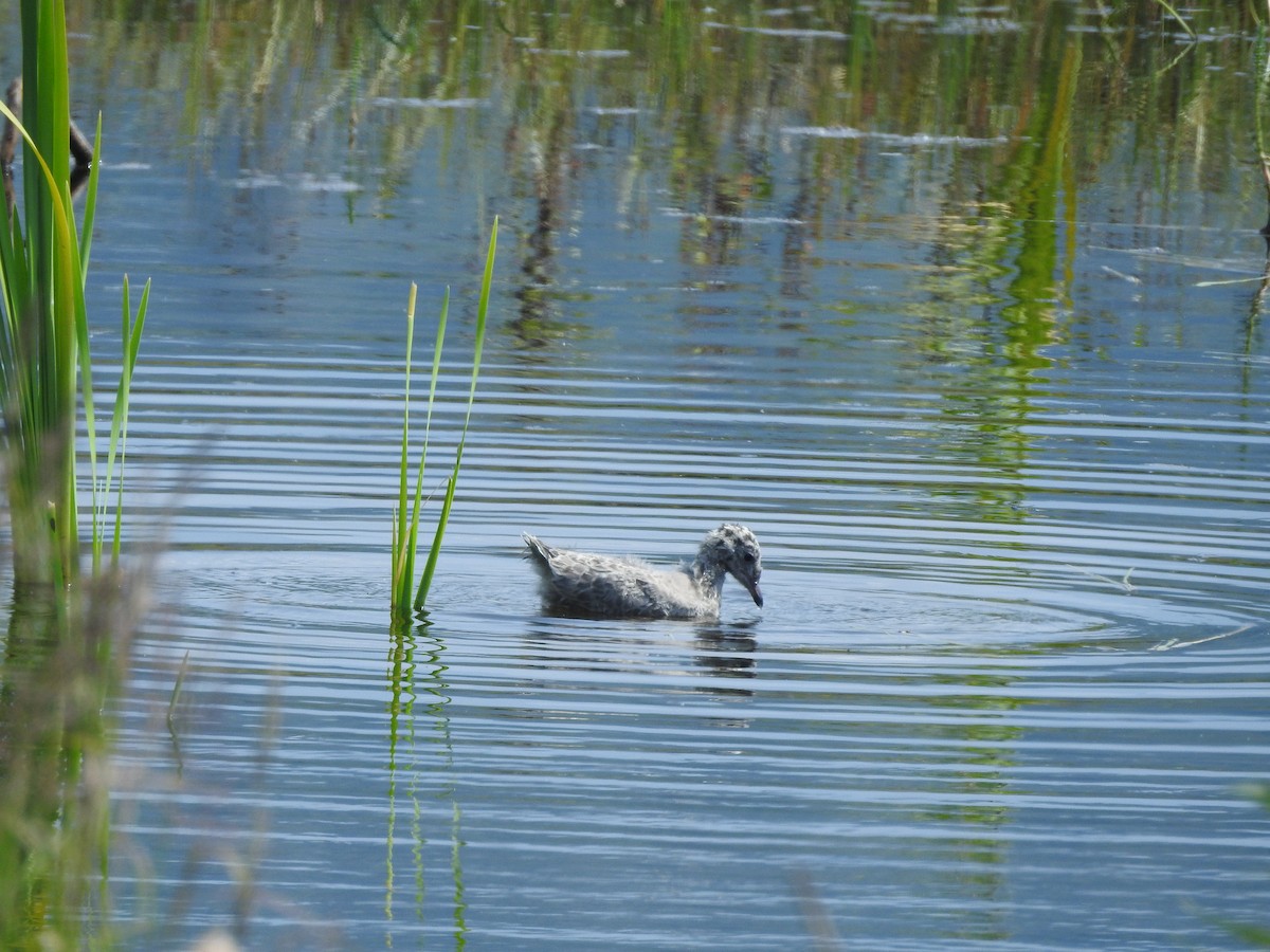 Gaviota de Alaska - ML466236021