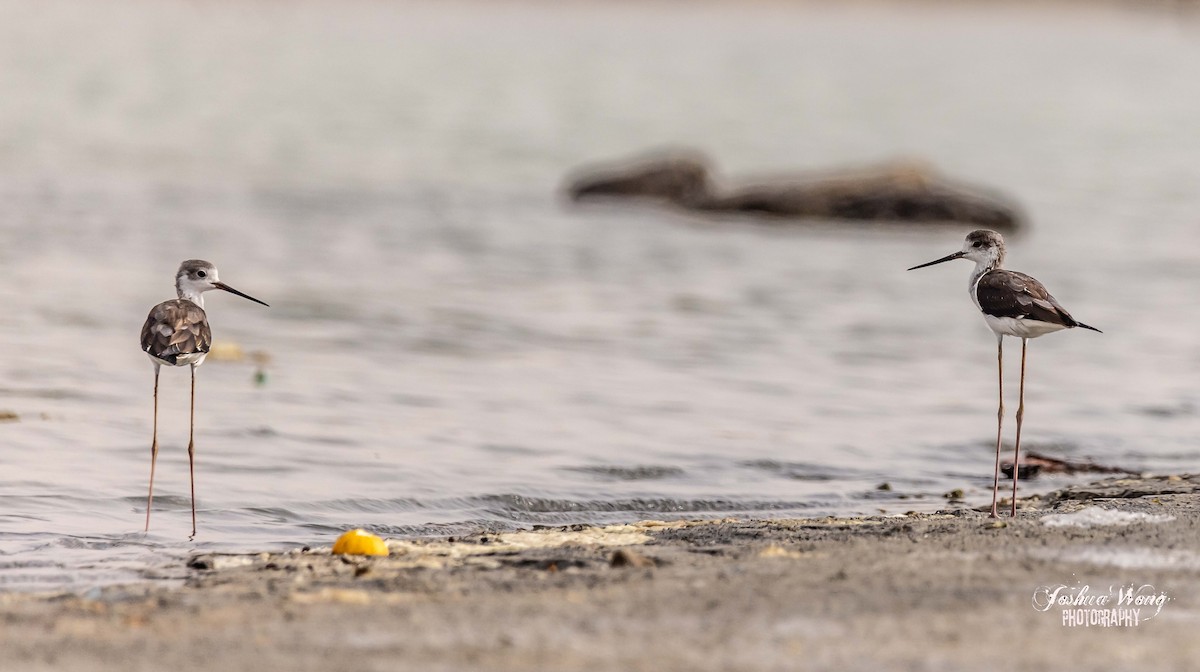 Black-winged Stilt - ML466236921